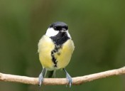 Leadership and fear, part 2: Squeaky voices and lessons learned