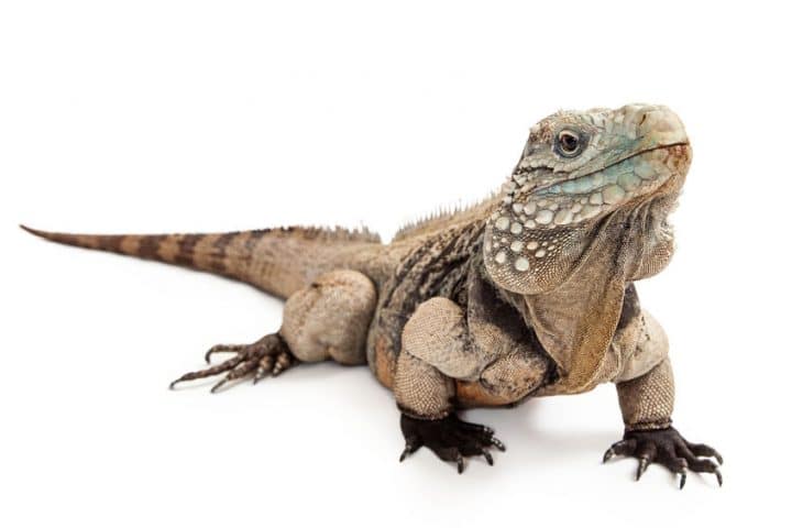 Leadership, lizards, and a joyful invitation