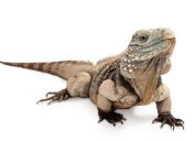 Leadership, lizards, and a joyful invitation