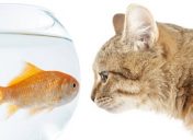 I am firm, you are obstinate, he is a pig-headed fool: Part 2