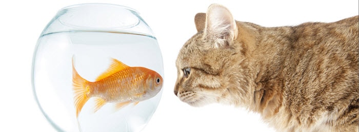 I am firm, you are obstinate, he is a pig-headed fool: Part 2